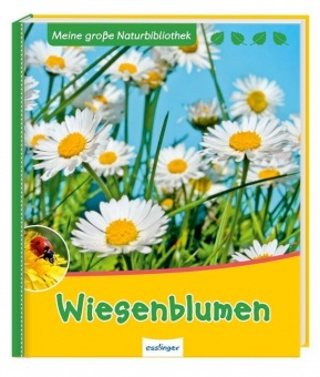 Wiesenblumen 